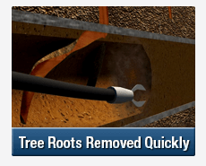 Tree Root Intrusions Seven Hills